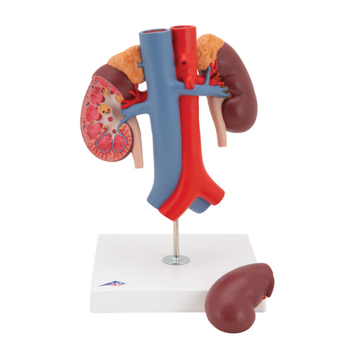 This kidney model shows the kidneys with suprarenal glands, the outgoing ureters, the renal vessels and the large vessels situated close to the kidneys in natural size.
The front half of the right kidney can be removed to reveal the renal pelvis, the renal calices, the renal cortex and the renal medulla of the human kidney. This high quality model is a great tool for demonstrating the anatomy of the human kidney.