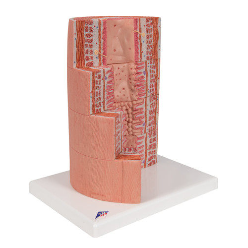 The 3B MICROanatomy™ Digestive System model illustrates the structure of the fine tissues of four characteristic sections of the digestive system: