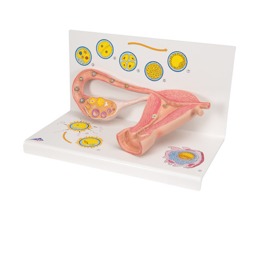 The model illustrates schematically how the ovum matures, how ovulation and fertilization occur and how the fertilized ovum develops to the stage where it embeds itself in the womb wall to begin the growth into an embryo.
The various stages are shown in larger-than-life model form in an ovary, fallopian tube, and womb. An even more enlarged illustration of each is also printed on the base. Supplied on a base.
