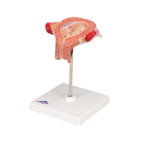 The model shows a fetus at the development stage of the third month of pregnancy. Ideal for medical training and as an educational tool for pregnant women. All important anatomical structures are labeled. The model shows a fetus at the development stage of the third month of pregnancy. Ideal for medical training and as an educational tool for pregnant women. All important anatomical structures are labeled.