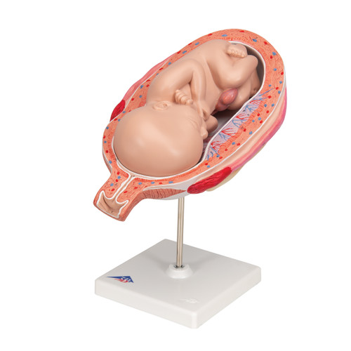The model shows a fetus in the seventh month in the uterus. All important anatomical structures are labeled. Every original 3B Scientific® Anatomy Model gives you direct access to its digital twin on your smartphone, tablet or desktop device. Enjoy using the exclusive virtual anatomy content with the following features: The model shows a fetus in the seventh month in the uterus. All important anatomical structures are labeled. Every original 3B Scientific® Anatomy Model gives you direct access to its digital twin on your smartphone, tablet or desktop device. Enjoy using the exclusive virtual anatomy content with the following features: