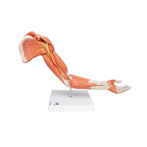 Life-Size Deluxe Muscle Arm Model, 6 part - 3B Smart Anatomy