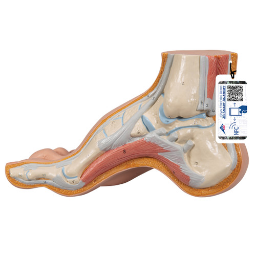 Superficial structures of a hollow foot are shown. The internal bones, muscles, ligaments and nerves are also represented in this high quality model of a hollow foot. A great depiction of the anatomy of a hollow foot. Every original 3B Scientific® Anatomy Model gives you direct access to its digital twin on your smartphone, tablet or desktop device.