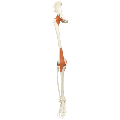 Spare leg with ligaments, right, numbered for A13, A13/1, medical supplies online Canada and medical equipment