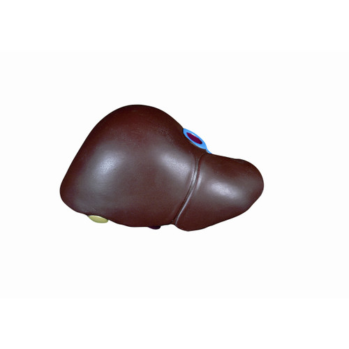 Spare liver with gallbladder for torso B08, B09, B09/1, B11, B12, B13, B15, B17, B19, B30, B32, B32/1, B32/4, B35, B36, B37, B40, B41, B42