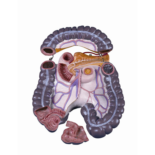 Spare large intestine package, 3 parts for B08, B11, B15, B17, B30, B35, B37, B40, B41, B42