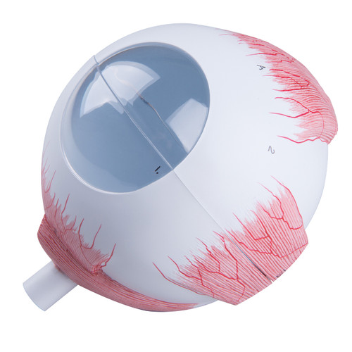 Spare sclera for F10, F11 and F12, medical supplies online Canada, medical training equipment and anatomical models