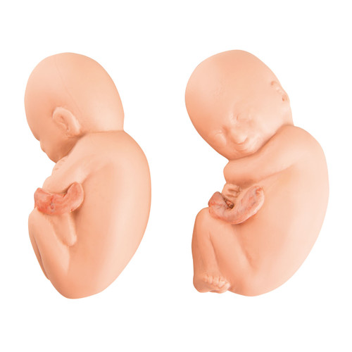 This fetus models is used as a replacement for the twin fetus model in the fifth month L10/7