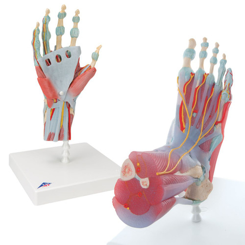 Hand: The bones, muscles, tendons, ligaments, nerves, arteries, and veins are all featured in this high quality 4 part model of the hand and lower forearm.