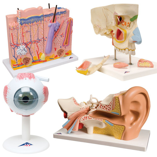 Ear: This high quality model of the human ear represents outer, middle and inner ear. The detailed human ear model has removable eardrum with hammer, anvil and stirrup as well as 2-part labyrinth with cochlea and auditory/balance nerve. Ear on base for easy display in a classroom or doctor's office. This ear model is a great way to teach and study the anatomy of the human ear!