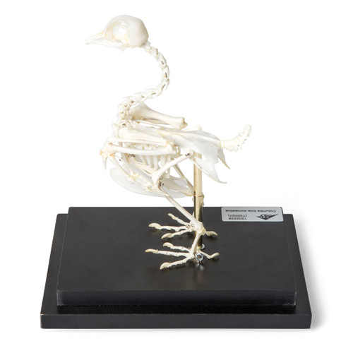 Pigeons skeleton using real, prepared bones, which are rigidly connected with each other for stability. It is particularly suitable for studying the special features of the bird skeleton. Rigidly mounted on a base plate.
