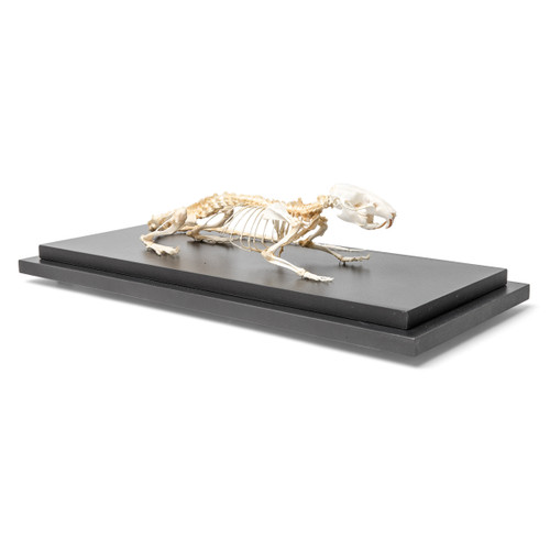 Bone specimen of a real rat skeleton consisting of approximately 145 individual bones, rigidly mounted on a base plate.
Length: Approx. 30x12x10 cm³
Weight: Approx. 1.2 kg