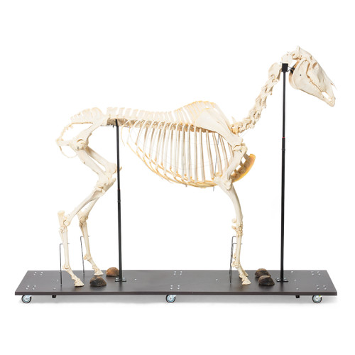 The real bone specimen of an adult horse is composed of approximately 205 individual bones. It represents a typical example of the order of odd-toed ungulates. There are only minimal diÔ¨Äerences in body plan between the diÔ¨Äerent breeds of horses. You can choose between a female or a male item. The skeleton is mounted on a moveable base plate.