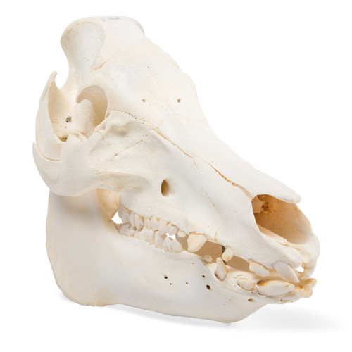 Bone specimen of a real domestic pig skull with all the typical characteristics of a pig’s head. The choice between the skull of a female or a male domestic pig is available. The skull of the male pig is shorter but wider than that of the female animal.
Length: Approx. 30 cm