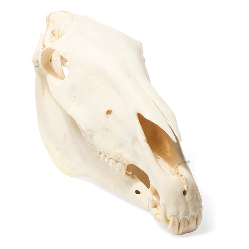 Bone specimen of a horse skull consisting of approximately 37 individual bones, which are rigidly connected to each other. All the teeth are firmly attached to the jaws.