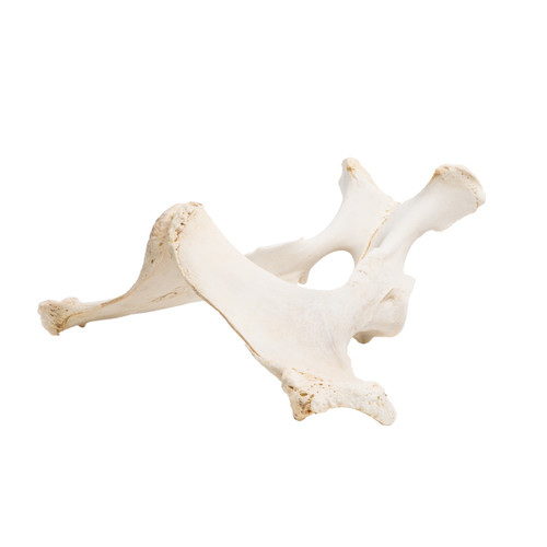 Real pelvis of a horse to demonstrate the typical bone structure and anatomy.