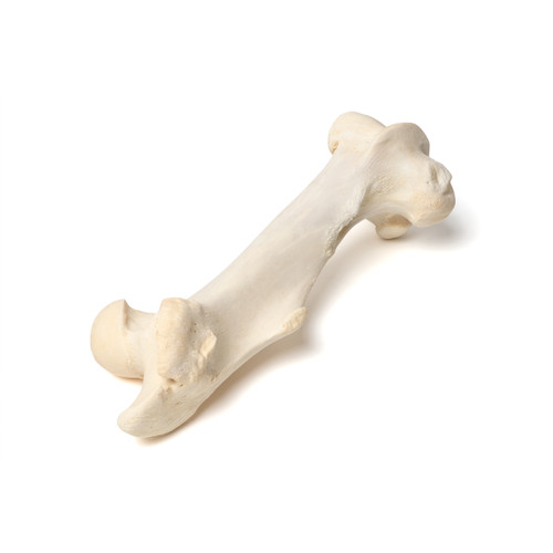 Real femur of a mammal to demonstrate the typical bone structure and anatomy.