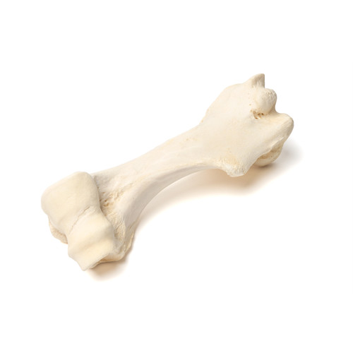 Real humerus of a mammal to demonstrate the typical bone structure and anatomy.