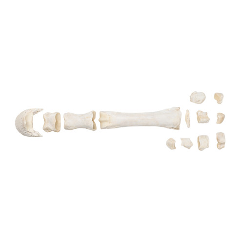 Complete and non-assembled forelimb of a horse without pre-drilling. Ideal for demonstrating the typical bone structure and anatomy. Small bones can be loose. Does not include building instruction.