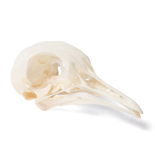Real, prepared pigeon skull. A striking feature of the skull is its relatively large eye sockets. Length: Approx. 5.5 cm