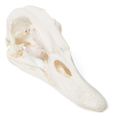 Prepared, real skull of an adult domestic duck. Rigidly mounted. Length: Approx. 11 cm, Medical supplies online Canada