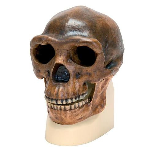 This skull is an accurate casting of a Sinanthropus skull reconstructed by Weinert and modelled from drawings by Black and Weidenreich after all the original bone specimens had been lost. Sinanthropus belongs to the genus Homo erectus pekinensis (Sinanthropus pekinensis) and can be seen as a typical example of
early man.