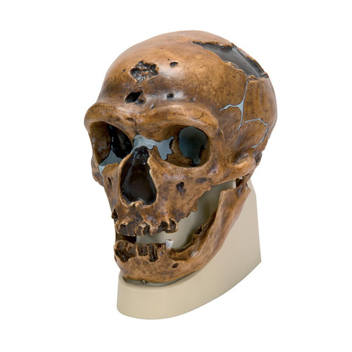 Cast from a reconstruction of the La Chapelle-aux-Saints skull, the model skull is an accurate replica of one belonging to a 50-55 year old male Neanderthal from ancient Europe of the species Homo (sapiens) neanderthalensis. Early man.