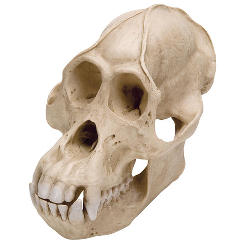 Primate skulls particular suitable for comparative studies. With detailed description of distinctive features. The templates for the castings were original skulls belonging to the collections of the Johann Wolfgang Goethe University of Frankfurt am Main (chimpanzee) and the Senckenberg Research Institute and Natural History Museum in Frankfurt am Main (orangutan, gorilla). Natural cast made from unbreakable plastic.