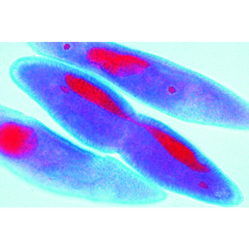 5 selected Microscope Slides. With depictured accompanying brochure 1(d). Mitosis, l.s. from Vicia faba (bean). root tips showing all mitotic stages. Iron hematoxyline 2(f). Lilium, anther t.s., microspore mother cells showing telophase of first and prophase of second division 3(h). Mitotic stages in sec. of whitefish blastula showing spindles 4(f). Spermatogenesis with meiotic and mitotic stages, sec. of testis of grasshopper 5(g). Paramaecium, in fission, nuclei stained.