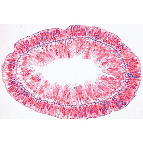 1(e). Hydra, fresh water polyp, t.s. with ectoderm and entoderm 2(d). Carabus, ground beetle, gizzard 3(c). Salivary gland of cat, t.s. 4(c). Esophagus of cat, t.s. 5(d). Fundic stomach of cat, t.s. 6(c). Small intestine of cat, t.s. routine stained 7(f). Small intestine, t.s. blood vessels injected 8(d). Appendix of human, t.s. 9(c). Large intestine of cat, t.s. 10(c). Liver of pig, t.s. 11(f). Malpighian tubules of insect, t.s. 12(c). Primordial kidney (mesonephros) of frog, t.s. 13(d). Hind-kidney (metanephros) of rabbit, t.s. 14(d). Kidney of mouse with pelvis, l.s. 15(f). Kidney of mouse, t.s. injected to show storage.