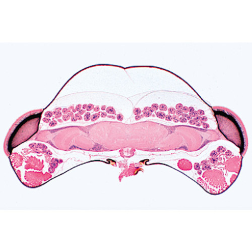 1(e). Paramaecium, silvered to show the neuroformative system 2(d). Lumbricus, earthworm, t.s. with ventral nerve cord 3(e). Insect brain, frontal l.s. 4(e). Planaria, sec. through ocelli 5(f). Haliotis, marine snail, pinhole camera eye l.s. 6(e). Helix, snail, eye l.s. 7(e). Alloteuthis, cuttlefish, camera eye l.s. 8(e). Compound eye of an insect, l.s. 9(e). Young rat, head with eyes t.s. 10(d). Retina of cat, t.s. showing rods and cones 11(e). Internal ear (cochlea) from guinea pig, l.s. 12(e). Taste buds from tongue of rabbit, t.s. 13(e). Peripheral nerve fibres, osmic acid material showing Ranvier’s nodes 14(c). Spinal cord of cat t.s. with large motor nerve cells 15(c). Cerebellum of cat, t.s. routine stained 16(f). Cerebrum of cat, t.s. silvered to show the pyramid cells.