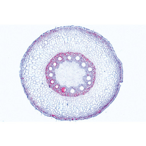 1(c). Simple plant cells, epidermis of Allium w.m. 2(d). Cell division (mitosis) all stages, in Allium root tips l.s. 3(c). Starch grains, t.s. of potato tuber 4(c). Cork cells, t.s. of bark of Quercus 5(d). Stone cells, t.s. of fruit of pear 6(d). Root hairs on root tip 7(c). Zea mays, corn, typical monocot root t.s. 8(c). Ranunculus, buttercup, typical dicot root t.s. 9(c). Zea mays, corn, monocot stem t.s. 10(c). Triticum, wheat, gramineous stem t.s. 11(c).