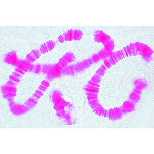 Mitosis and Meiosis Set I