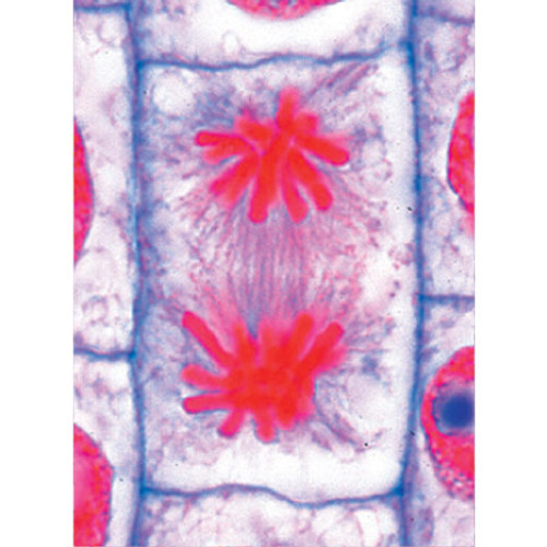 Mitosis and Meiosis (Cell division) MULTIMEDIA TEACHER PACKAGE (Basic Package of 6 items) - english