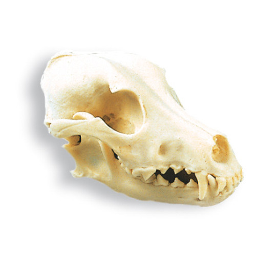 Dog Skull (Canis lupus familiaris), Replica