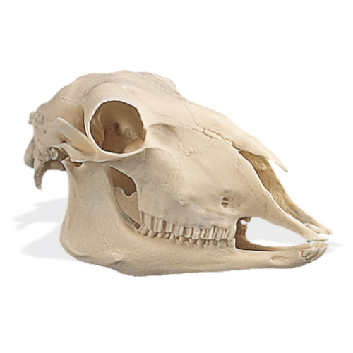Sheep Skull (Ovis aries), Replica