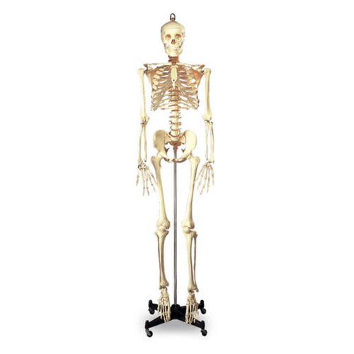 FULL-SIZE ADULT SKELETON EA SB25209M