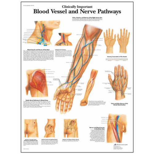 Anatomical Chart for Clinically Important Blood Vessels and Nerve Pathways SB41520U