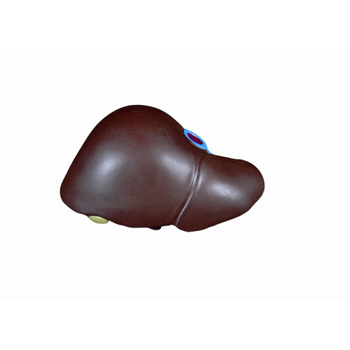 Spare liver  with gallbladder