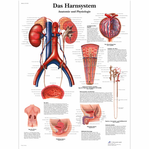 Das Harnsystem, Anatomie und Physiologie