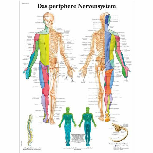 Das periphere Nervensystem