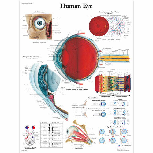 Human Eye Chart