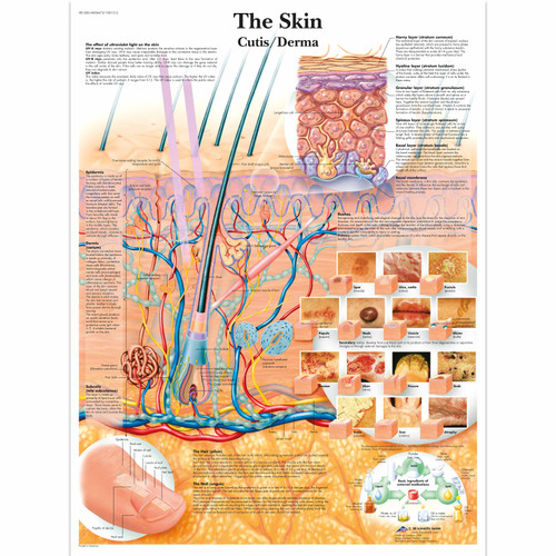 The anatomical detail of the skin is depicted in full color on this anatomical poster. The anatomy of the human skin, including all skin layers, as well as some common skin pathologies are displayed.