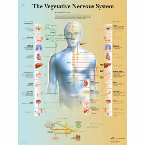 The Vegetative Nervous System Chart