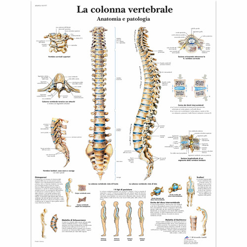 La colonna vertebrale, anatomia e patologia