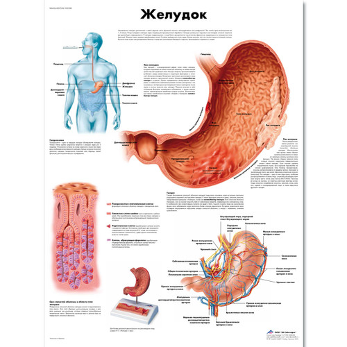 The Stomach  Chart