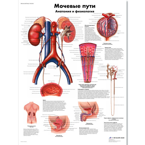 The Urinary Tract -  Anatomy and Physiology