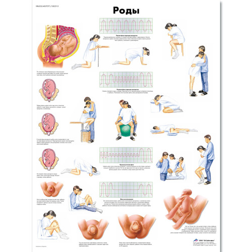 Childbirth  Chart