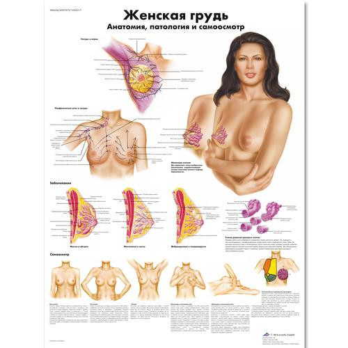 Female Breast Chart - Anatomy, Pathology  and Self-Examination
