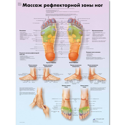 Foot Reflex Zone  Massage Chart